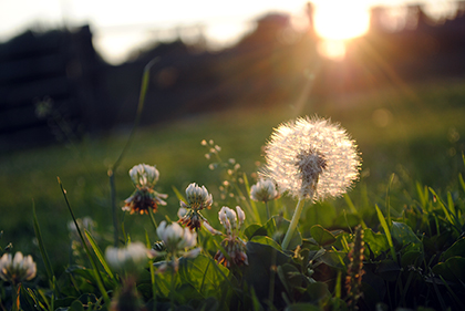 Bloemen langs het wandelpad