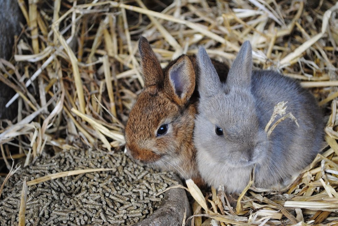 Bezoekers ontmoeten de dieren van dichtbij