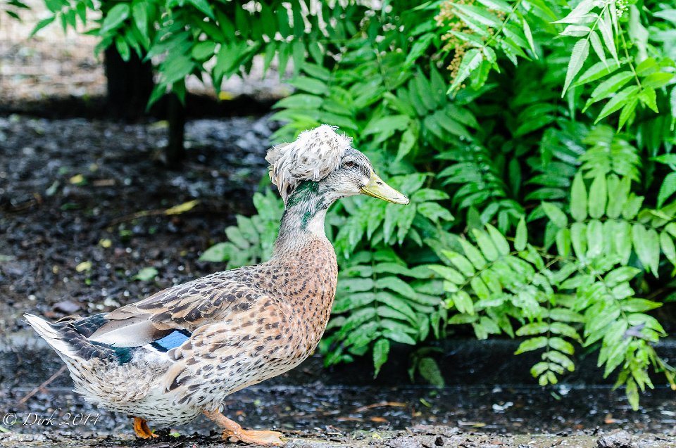 Overzicht van het erf met dieren en bezoekers