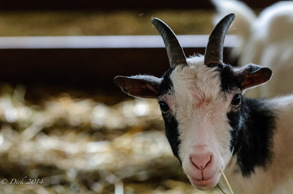 Wandelpad door het dierenpark