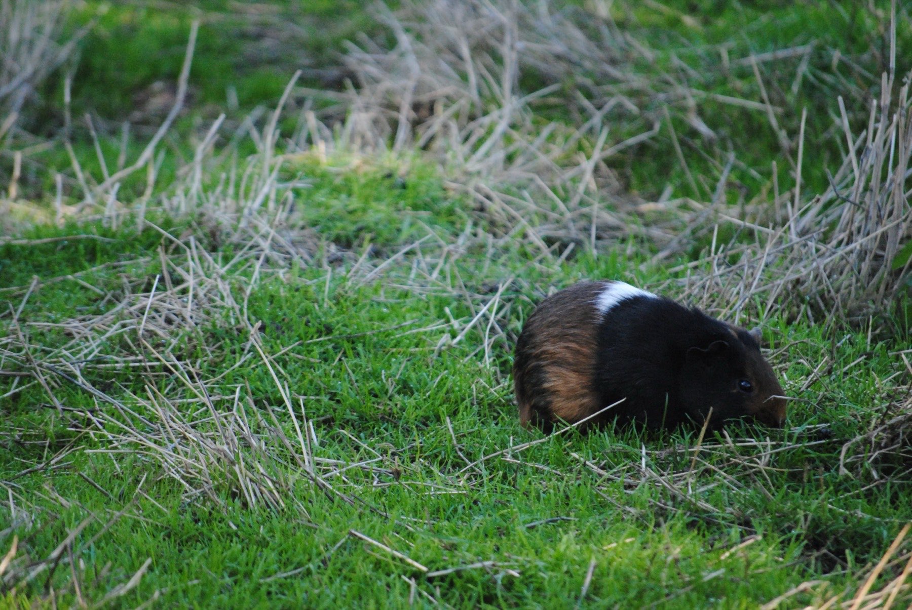 Dieren in het wandelpark