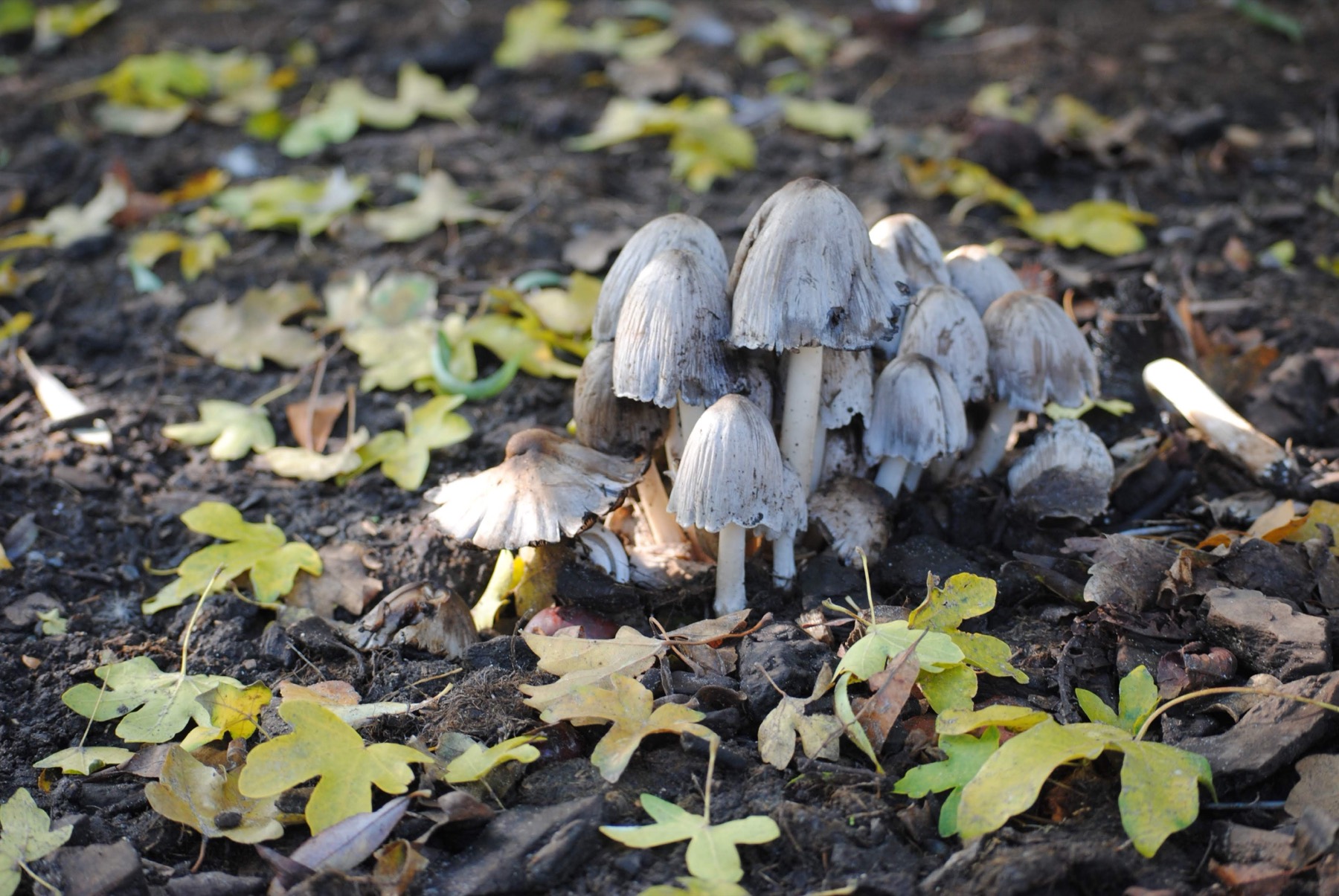 Het pad door het wandelpark