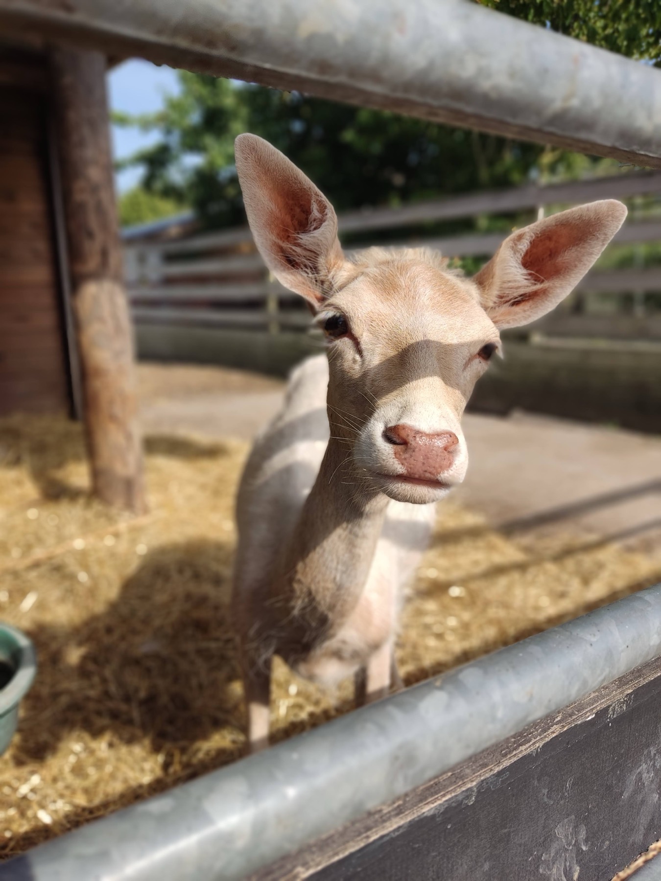 Zomeravond op de boerderij